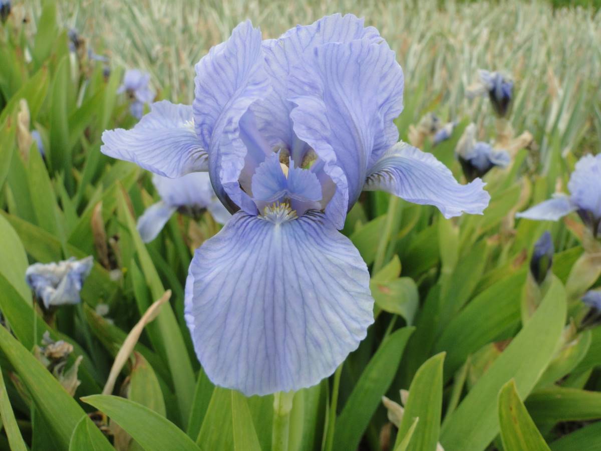Iris pumila Blue